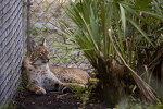 Bobcat in Corner