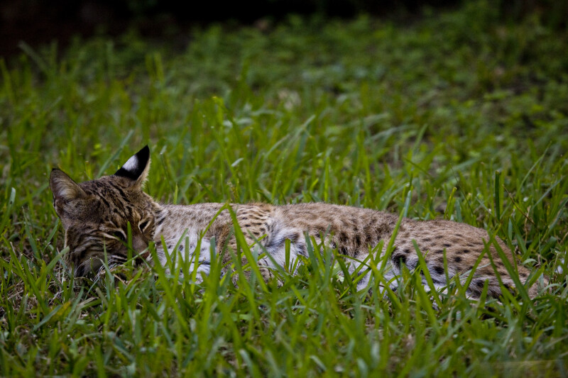 Bobcat Laying in Grass