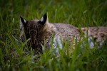 Bobcat Resting