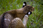 Bobcat Scratching