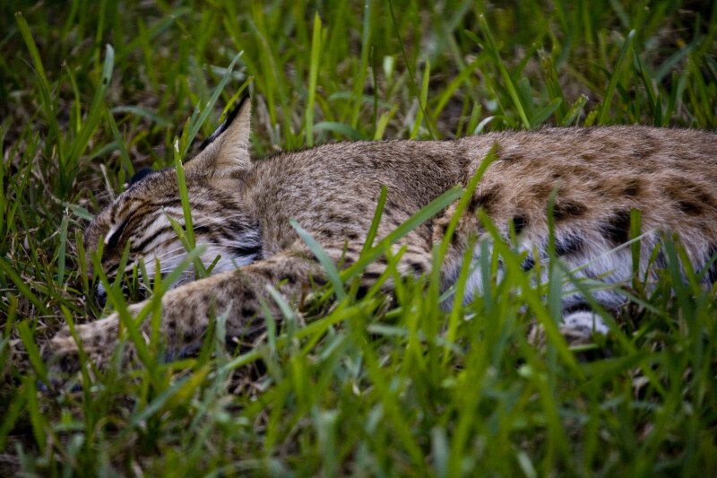 Bobcat Sleeping