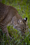 Bobcat Sniffing Grass