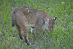 Bobcat Sniffing Grass