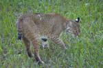 Bobcat Standing