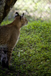 Bobcat Under Tree