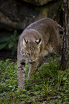 Bobcat Walking by Tree