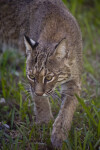 Bobcat Walking