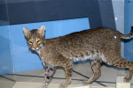 Bobcat