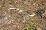 Bones Amongst Pine Needles and Other Leaves