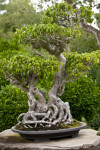 Bonsai Tree with Entangled Base