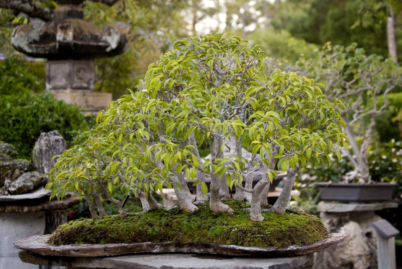 Bonsai Tree with Numerous Light-Green Leaves