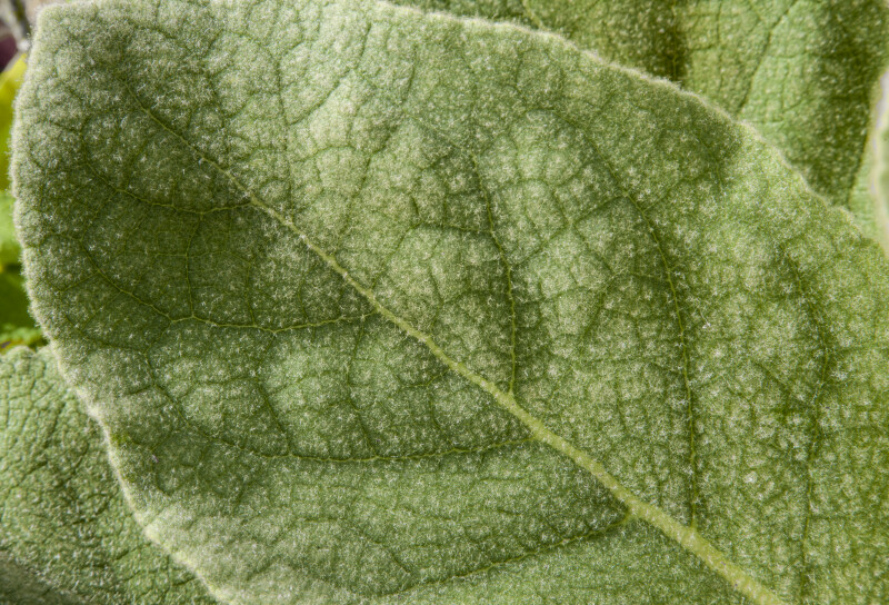 Borage Leaf Detail