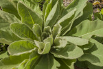 Borage Leaves