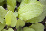 Borage