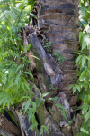 Borassodendron machadonis Palm Trunk