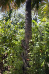 Borassodendron machadonis Tree