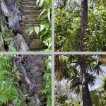 Borassodendron machadonis photographs