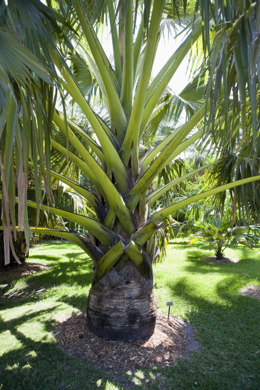 Borassus madagascariensis Palm Tree