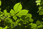 Bottom of Horsechestnut Tree Leaves