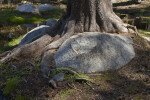 Boulders and Tree Roots