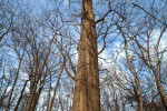 Boyce Park Trees