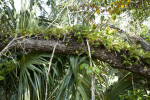 Branch and Resurrection Ferns