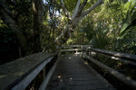 Branch Distorting Handrail