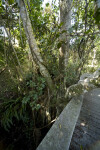 Branch Growing onto Boardwalk