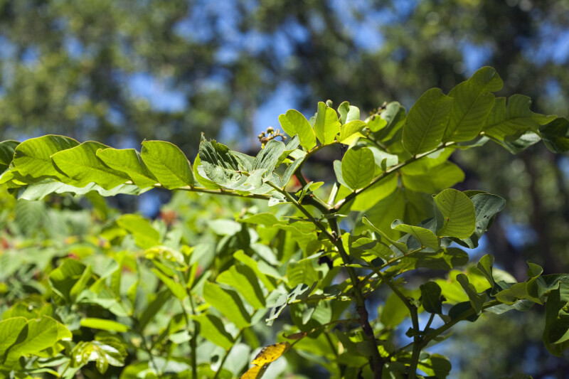 Branch of a Candelabra Bush