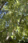 Branch of a European White Birch