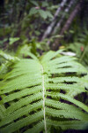 Branch of a Fern