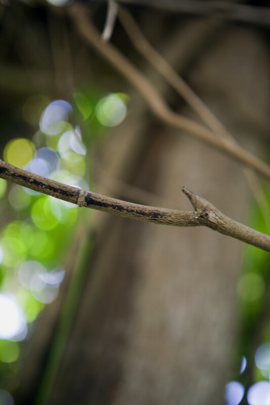 Branch of a Jade Vine