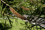 Branch of a Stiff Bottlebrush Displaying Fruiting Capsules and Leaves