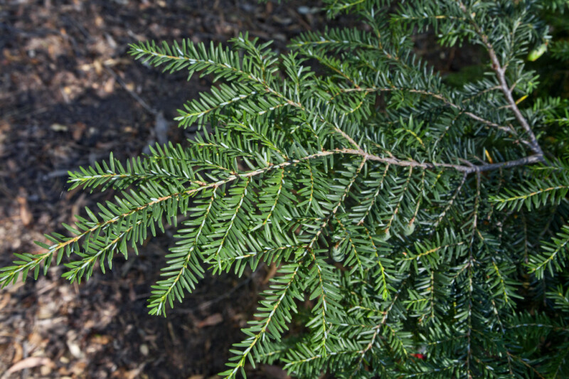 Branch of an Eastern Hemlock Tree