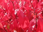 Branch of Red Autumn Leaves
