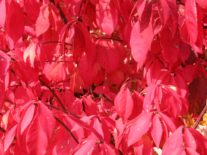 Branch of Red Leaves
