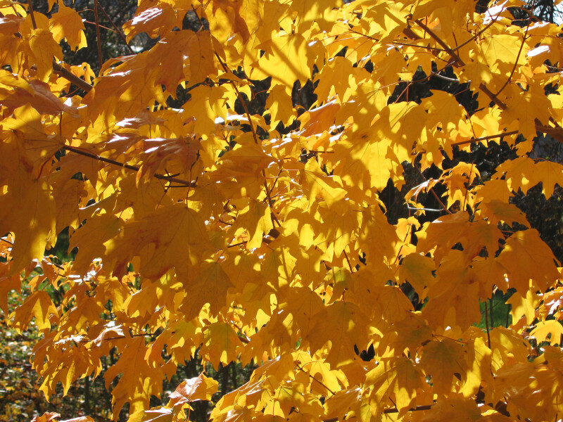 Branch of Yellow Autumn Leaves