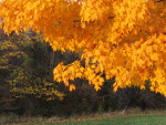 Branch of Yellow Autumn Leaves