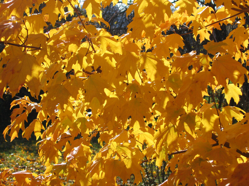 Branch of Yellow Leaves