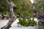 Branch with a Number of Green Leaves