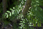 Branch with Pinnate Leaves of a Franchet Peashrub