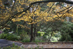 Branches and Leaves above a Boardwalk