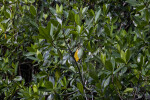 Branches and Leaves of a Mangrove at Halfway Creek