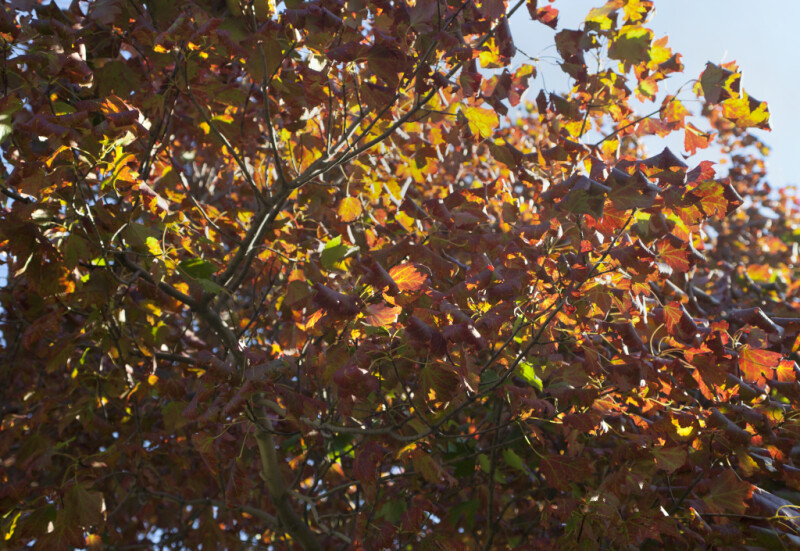 Branches and Leaves of a Maple Tree at Boyce Park