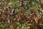Branches and Leaves of a Sassafras Tree