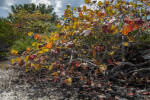 Branches and Leaves of Sea Grape Tree