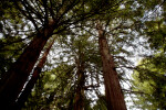 Branches and Trunks of Redwoods