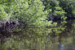 Branches at Buttonwood