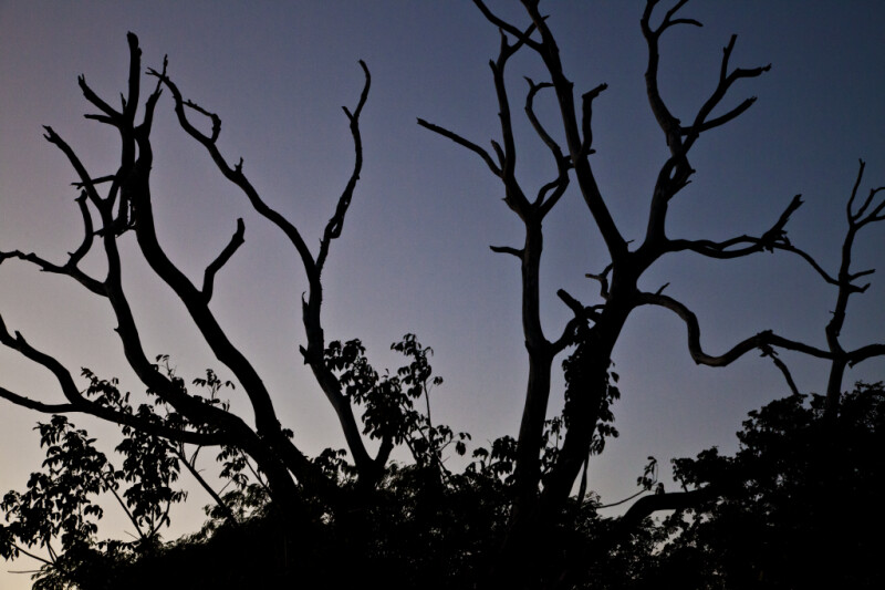 Branches at Dusk