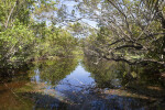 Branches Hanging Over Water